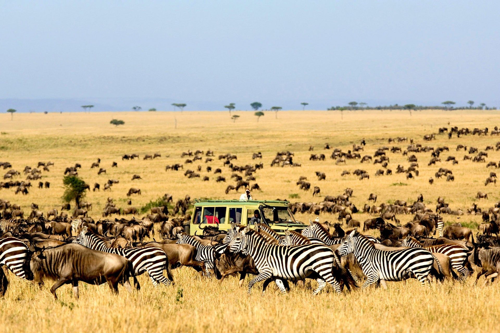 serengeti going green safari