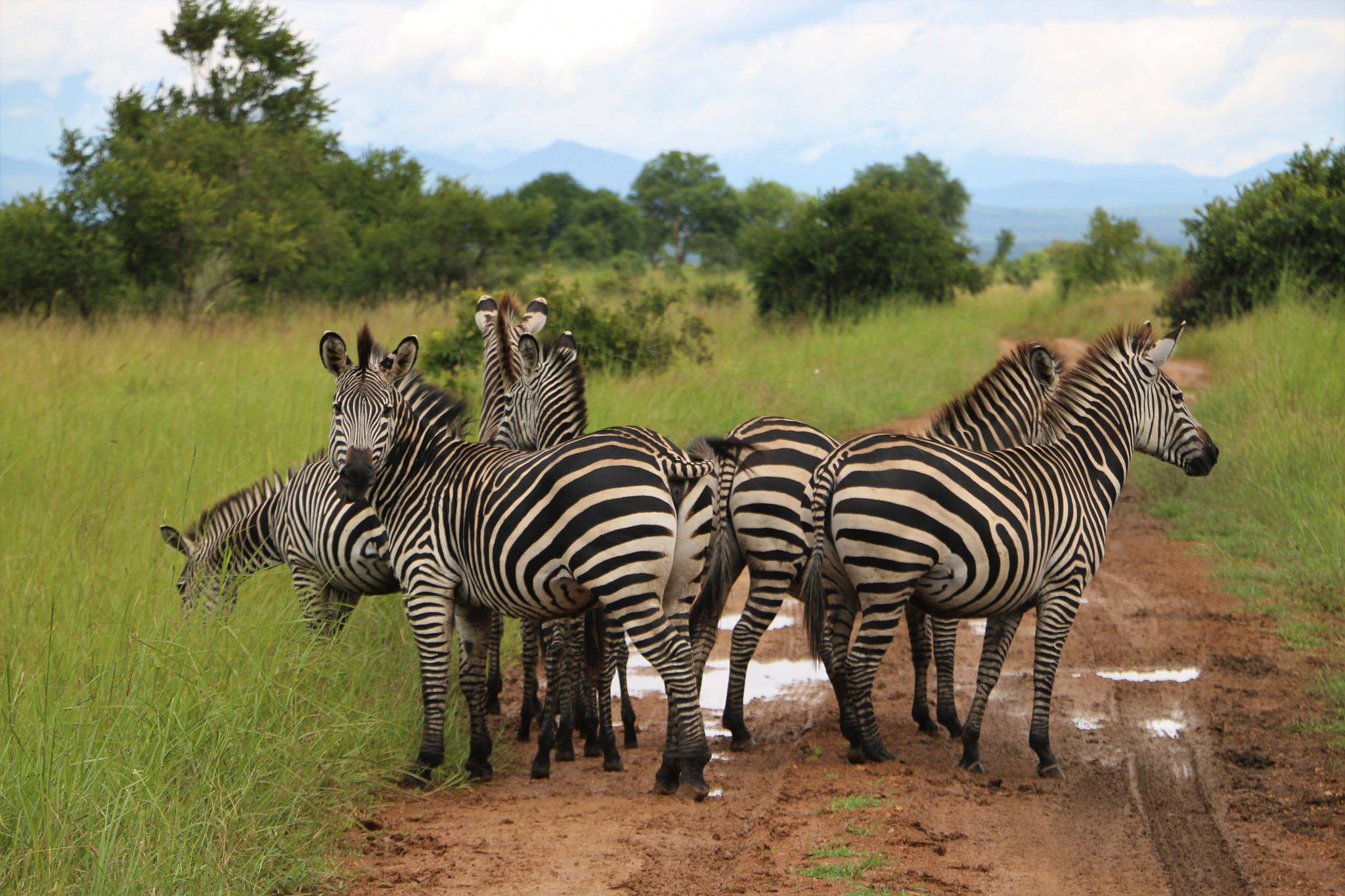 Mikumi_National_Park_Zebras_107